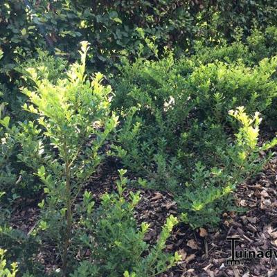 Japanse hulst - Ilex crenata ‘Green Hedge’