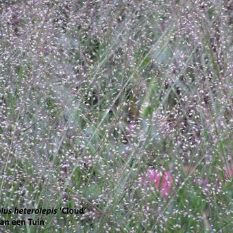 Sporobolus heterolepis 'Cloud'