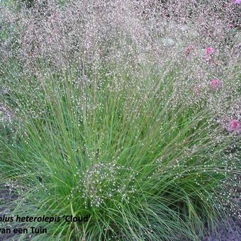 Sporobolus heterolepis 'Cloud'