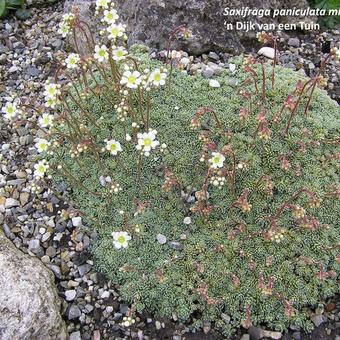 Saxifraga paniculata var. minutifolia