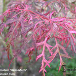 Acer palmatum 'Hana Matoi' - Japanse esdoorn