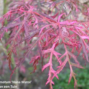 Acer palmatum 'Hana Matoi'