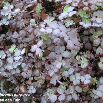 Acaena inermis 'Purpurea'