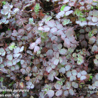 Stekelnootje - Acaena inermis 'Purpurea'