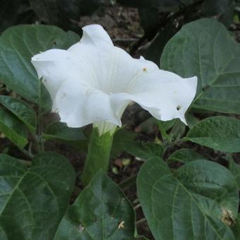 Datura metel