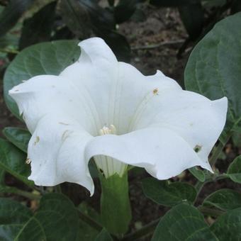 Datura metel