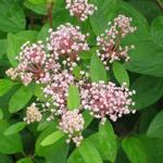 Ceanothus x pallidus 'Marie Simon' - Amerikaanse sering