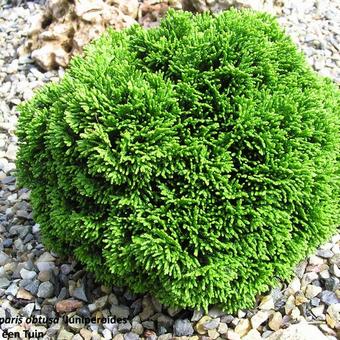 Chamaecyparis obtusa 'Juniperoides'