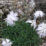 Dianthus petraeus ssp. noeanus - Anjer, Tuinanjer