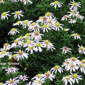 Aster dumosus 'Kristina'