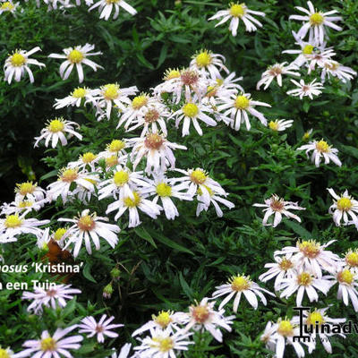 Herfstaster - Aster dumosus 'Kristina'