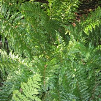 Polystichum x dycei