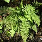 Athyrium filix-femina 'Minutissimum' - Wijfjesvaren