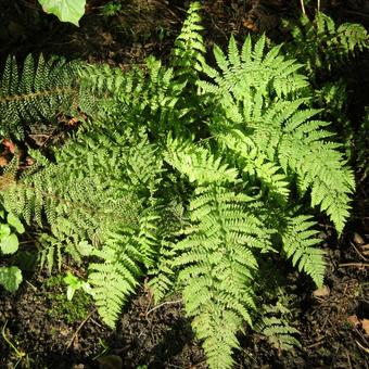 Athyrium filix-femina 'Minutissimum'