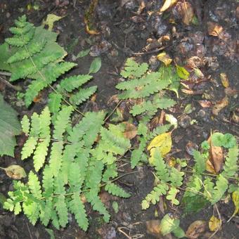 Osmunda claytoniana