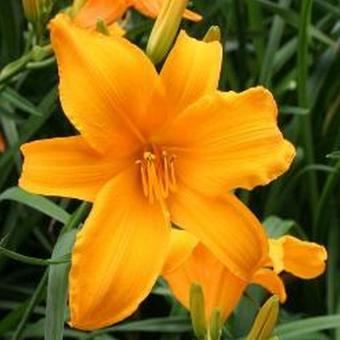 Hemerocallis 'Aten'