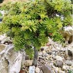 Abies koreana 'Brevifolia' - Koreaanse Spar