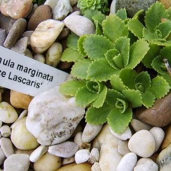 Primula marginata ‘Beatrice Lascaris’