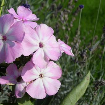 Phlox paniculata 'SWEET SUMMER Candy'