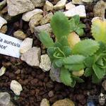 Primula auricula 'Beatrix' - Sleutelbloem