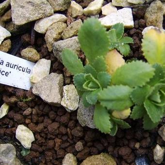 Primula auricula 'Beatrix'