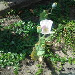 Papaver somniferum 'album' - Slaapbol, Opiumpapaver, Klaproos