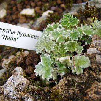 Potentilla hyparctica 'Nana'