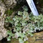 Potentilla nitida 'Rubra' - Ganzerik