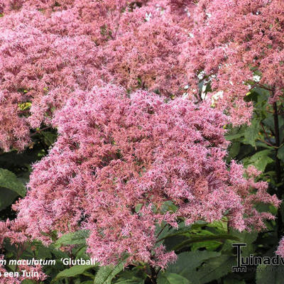 Koninginnenkruid - Eupatorium maculatum 'Glutball'