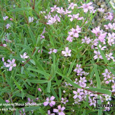 Gipskruid - Gypsophila repens 'Rosa Schönheit'