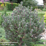 Picea glauca 'Echiniformis' - Witte spar