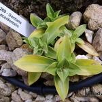 Gentiana occidentalis - Westerse gentiaan