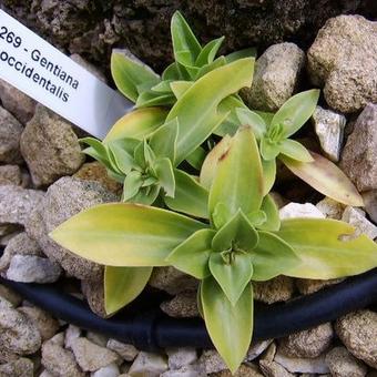 Gentiana occidentalis