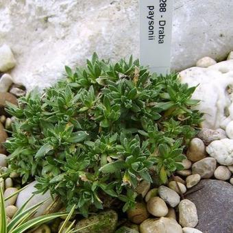 Draba paysonii