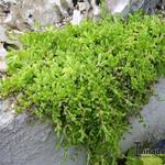 Delosperma nubigenum - IJsbloem