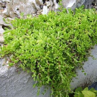 Delosperma nubigenum