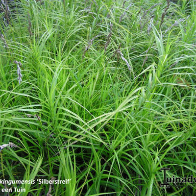 Zegge - Carex muskingumensis 'Silberstreif'