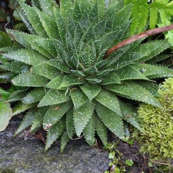 Aloe aristata