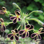 Pelargonium x vespertinum - Geranium