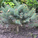 Picea pungens 'Hermann Naue' - Blauwe spar