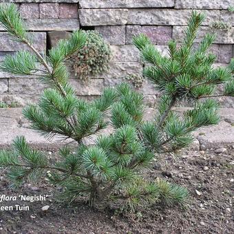 Pinus parviflora ‘Negishi’