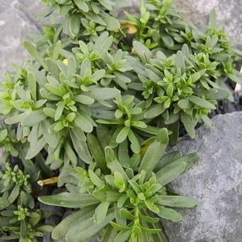 Iberis sempervirens