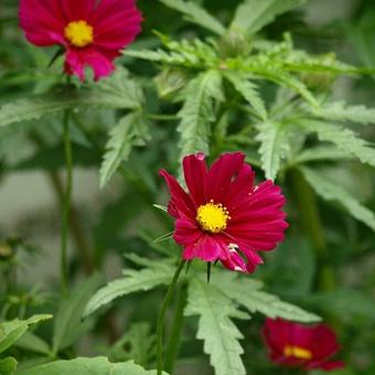 Cosmos bipinnatus