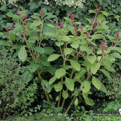 Aziatische of oosterse karmozijnbes - Phytolacca acinosa