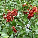 Vuurdoorn - Pyracantha coccinea 'Red Column'