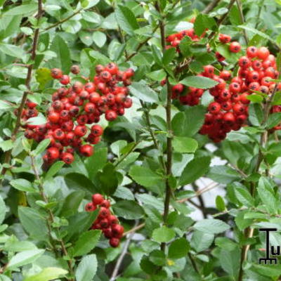 Pyracantha coccinea 'Red Column' - Vuurdoorn