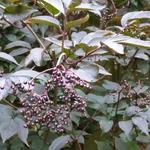 Sambucus nigra 'Black Beauty' - Vlier