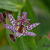 Tricyrtis formosana 'Dark Beauty'