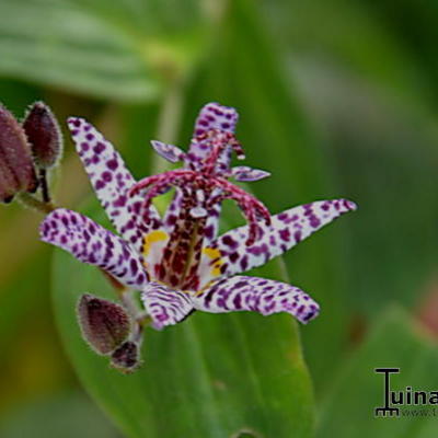 Tricyrtis formosana 'Dark Beauty' - Armeluisorchidee , paddelelie