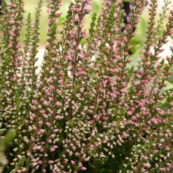 Calluna vulgaris BEAUTY LADIES 'Sharon'